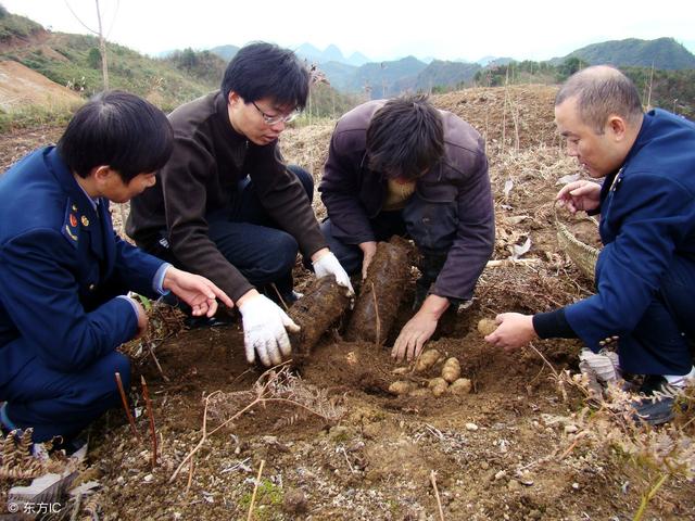 药食全能，农民种它不施肥不锄草，投资少不操心，每亩能赚好几万