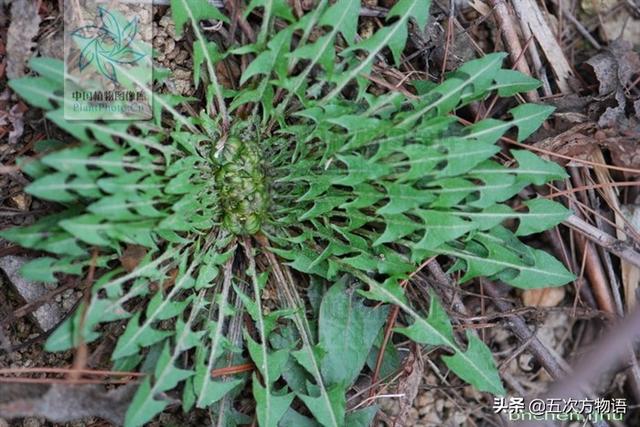 一篇认全北方常见野菜