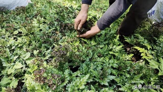 黄连俏市强劲上扬，种植有“钱景”吗？一文读透思路