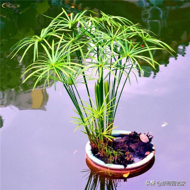 庭院自然式水景边适合种什么植物？这6种植物值得拥有