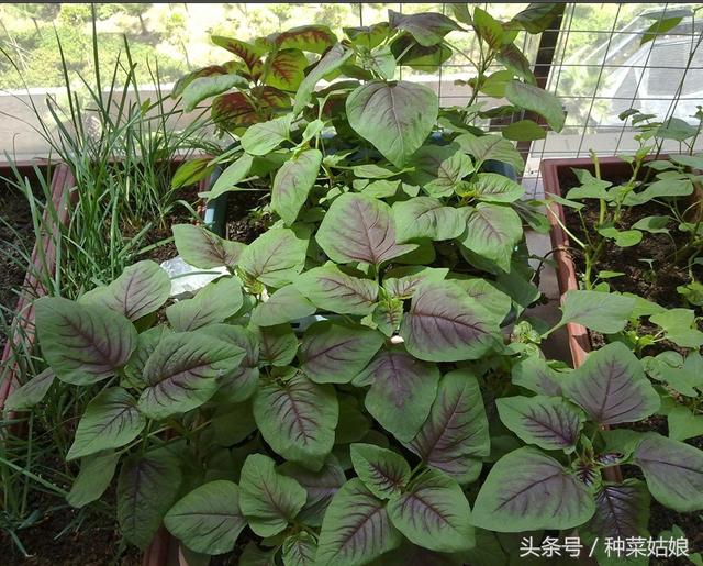 阳台种植蔬菜，要想长得好，这几个简单的小细节千万不能忽略