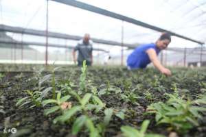 用木头种植石斛方法(南国神草——铁皮石斛的栽培技术)