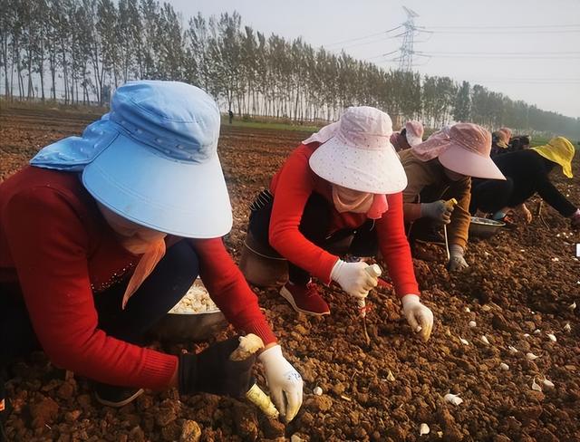 种大蒜，有经验的蒜农翻地后等几天再种，不立即播种，为啥