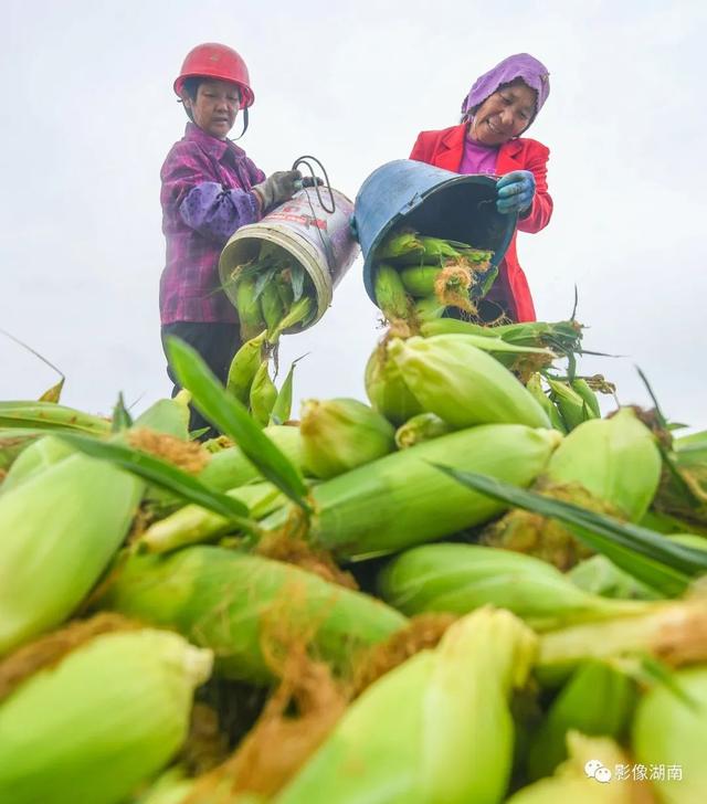 又是一年丰收季 三湘大地好“丰”光