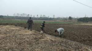 荸荠怎样种植(天寒地冻，乡亲们稀泥巴里“淘金”，1亩收入能过万美味荸荠这样种出来)