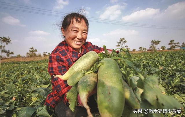 秋季萝卜种植正当时，萝卜这样种植个头大、产量高，不烂根不糠心