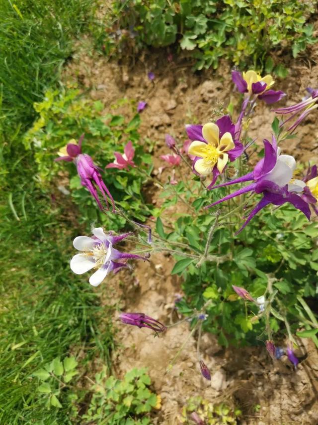 北方特耐寒的耧斗菜，花朵模样清奇，养院子里百看不厌