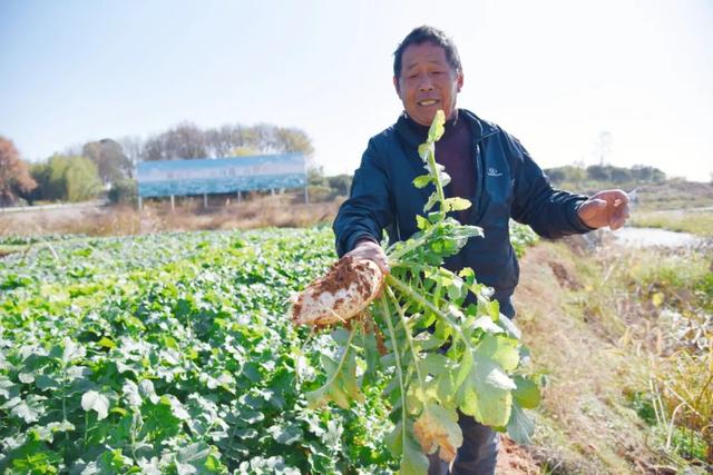 露天种植+本地农民自产，入冬生态蔬菜可以安排上了