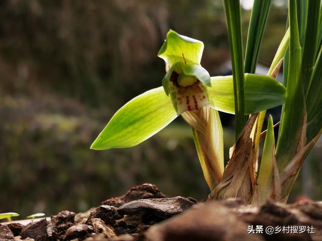 兰花盆面铺苔藓，最怕什么？这3点弊端不得不说