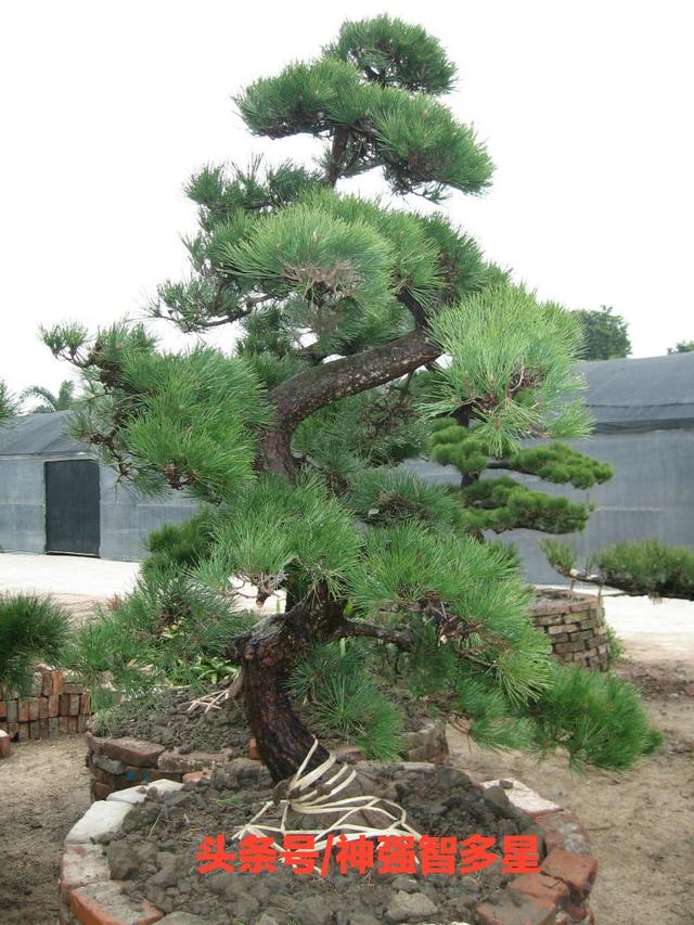 黑松，栩栩如生的盆景，在园艺大师的哺乳下，价值和视觉倍增