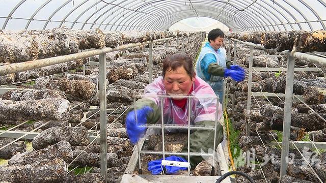 谷城：人勤春来早 香菇种植忙