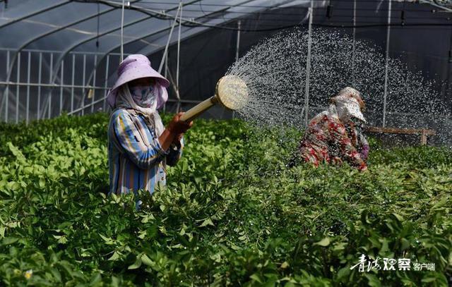 海东互助：高原特色冷凉蔬菜种植基地“遍地金”