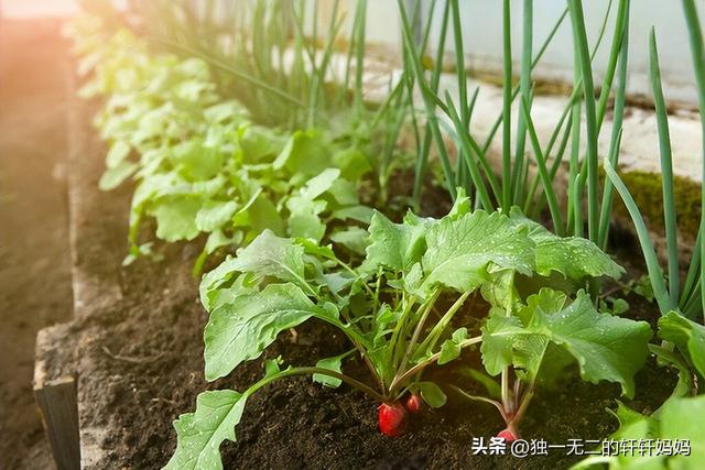 9月能种植哪些蔬菜？这些蔬菜要抓紧种植了，菜农们别错过