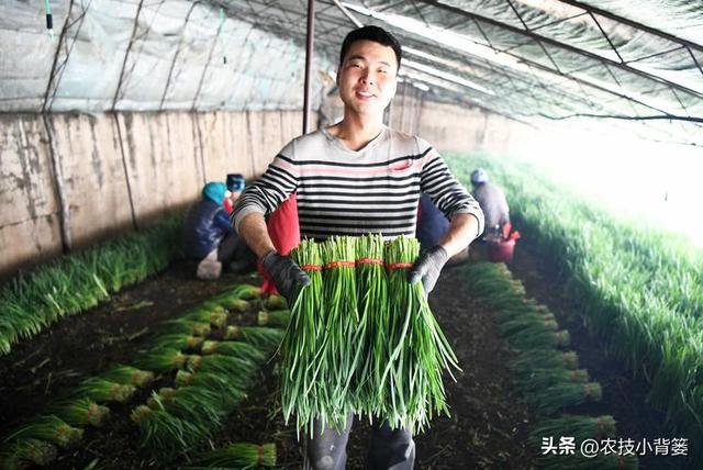 韭菜种植：播种移栽和挖根翻栽哪个方法好？各有哪些种植技巧？