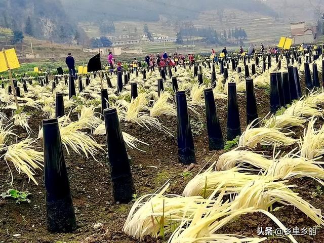 冬闲时节生产韭黄，利用扣棚、增温、遮光，春节就可以上餐桌，