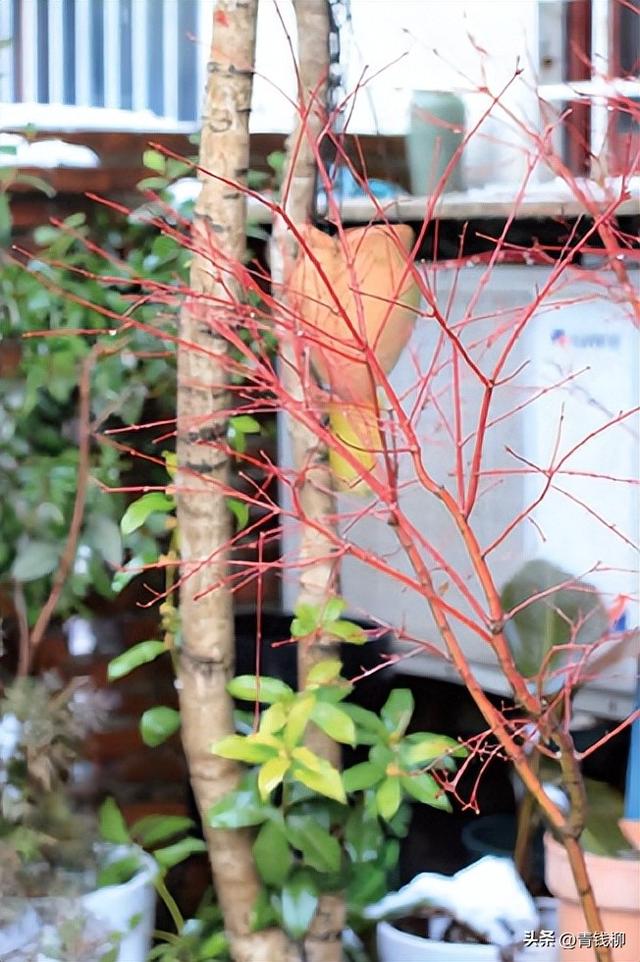 不得不看！小花园如何成功种植中大型观叶植物？跟我们一起学习吧