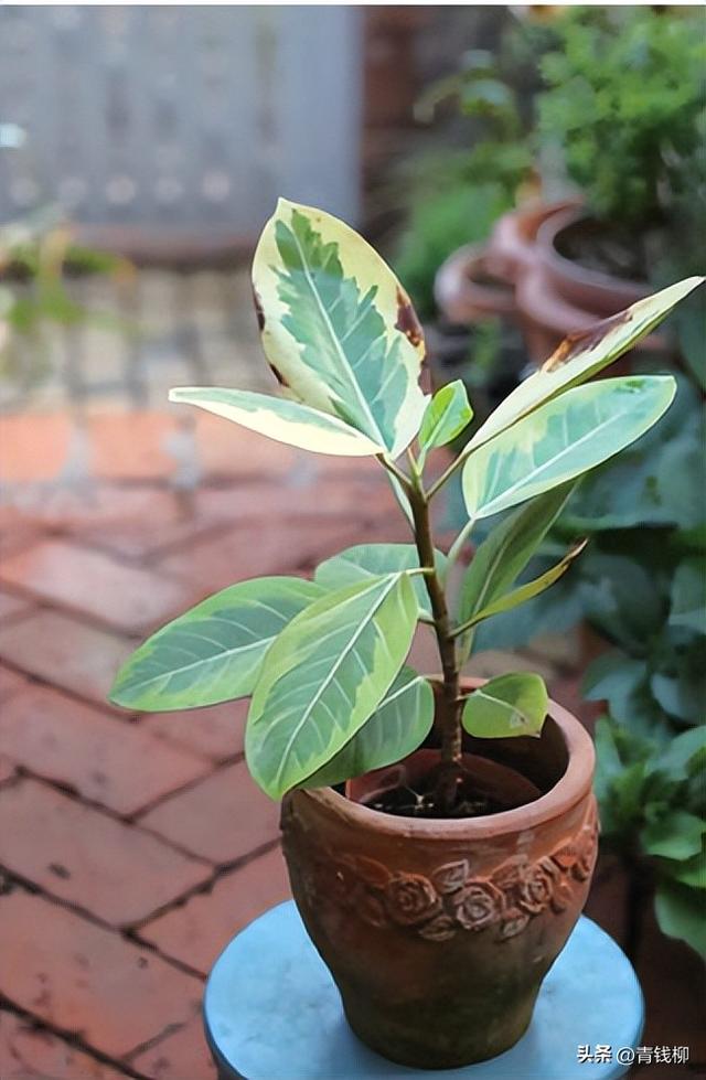 不得不看！小花园如何成功种植中大型观叶植物？跟我们一起学习吧