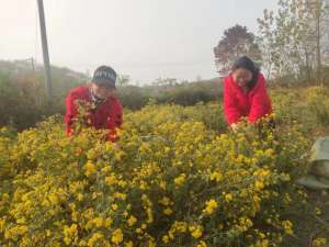 种植野菊花的经济效益(红安城关镇野山菊变身“致富花”)