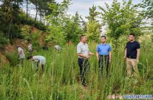 猪苓种植时间(河南南召县崔庄乡：中药材种植成为山区群众“致富宝”)