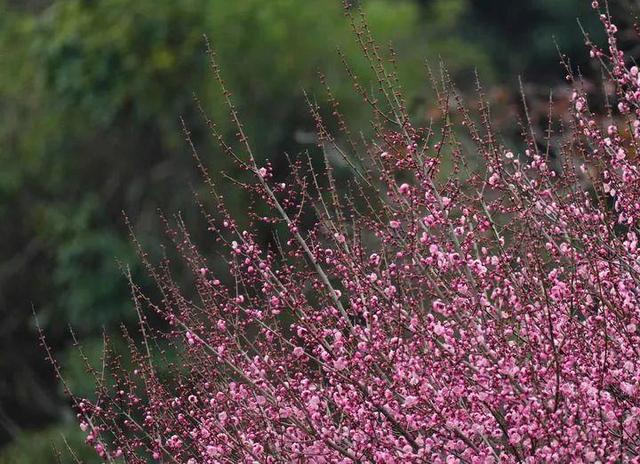 快看！福建这里的花都开好了，等你来！