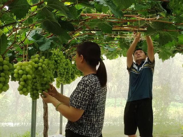 沿河：葡萄丰收缀满枝 串起甜蜜致富路