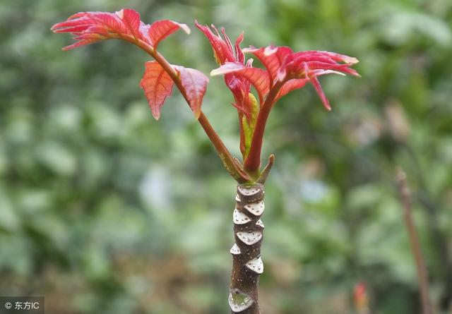 香椿芽菜受欢迎，如何栽种香椿芽菜？