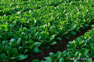 小青菜夏天种植技术(夏季种小白菜易遭虫害怎么办？用这几种方法，不用喷农药就能防治)