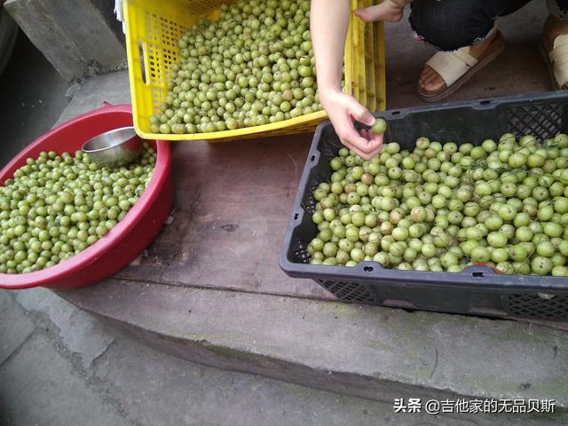 余甘果泡酒怎么泡，牛甘果泡酒的做法，首次试验油甘果泡酒