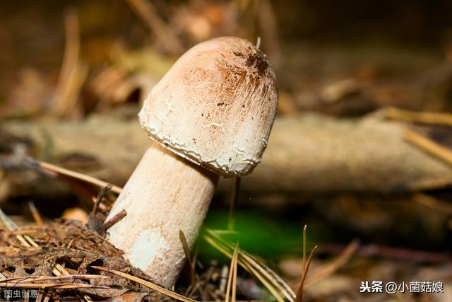 鸡腿菇该如何种植？发酵料栽培鸡腿菇高产技术简介