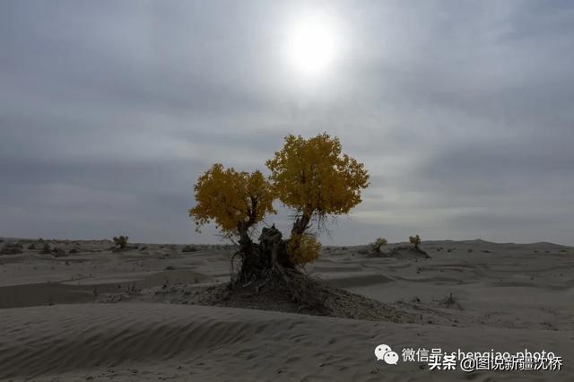 野猪出没的地方，变身沙漠公路第一村