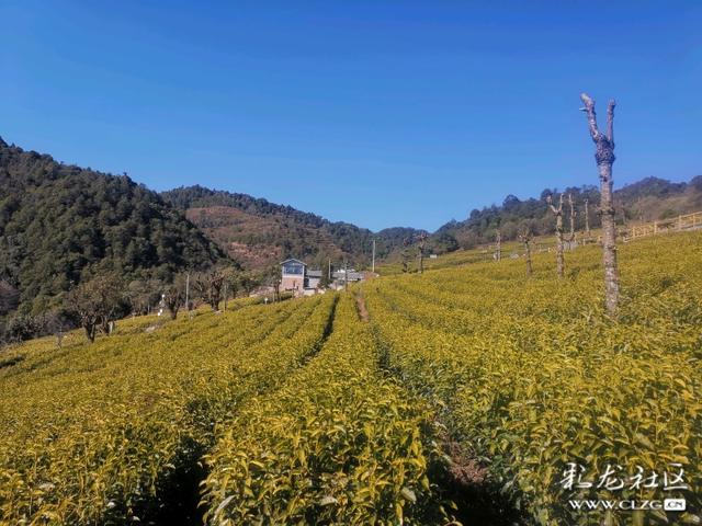 这里是“离天空最近的茶园”，海拔两千四