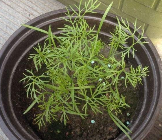 盆栽蔬菜不容易？教你播种茴香，既能看又能吃，管理省心