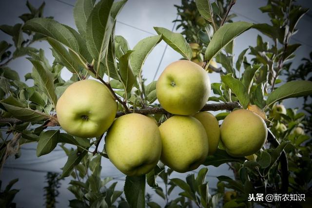 苹果无公害栽培革新，陕北地区无公害苹果种植技术，进来看看