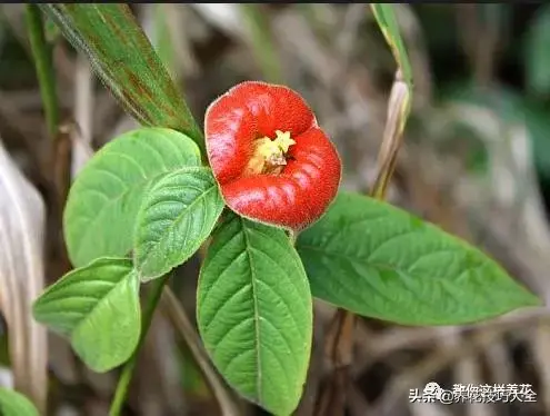 15种长成妖精的奇花异草，见过4种以上就是大神