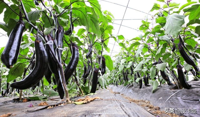 茄子种植方法和时间：掌握这些知识，教你轻松种茄子