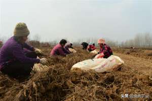 种植何首乌赚钱吗(农村人种10亩中药材，3年卖了15万元，惹邻居们羡慕)