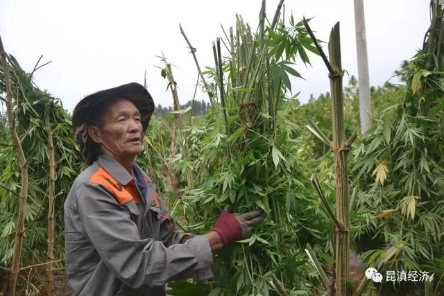 收成不好？实地调研云南工业大麻产业，花叶歉收，加工许可证审批趋严