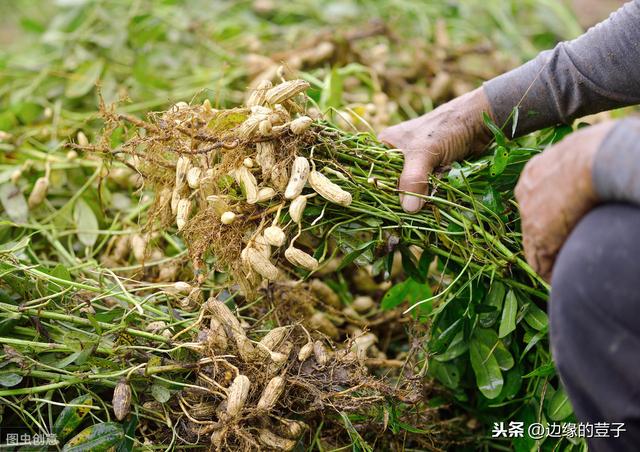 花生种植的全年时间表，从种植到收获，清晰明朗易执行，效果好