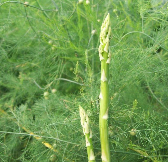 阳台适合种什么菜？2种菜，简单好养，种一次吃多次，月月有收获