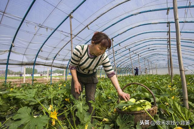 冬季大棚蔬菜要高产，通风、保温、控湿、补光四项管理是关键