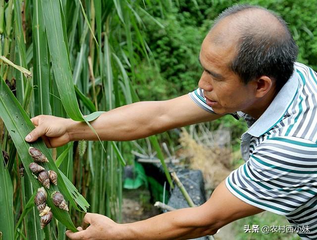 夏季要怎么养好白玉蜗牛？夏季白玉蜗牛的养殖方法