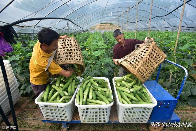 黄瓜种植，如何有效防治靶斑病、霜霉病、细菌性角斑病、炭疽病？