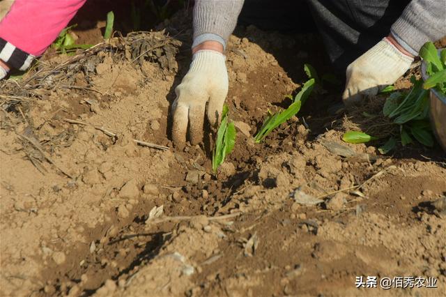 寒冬腊月，农民露天种植蔬菜苗，生长期4个月，亩收益5000多元