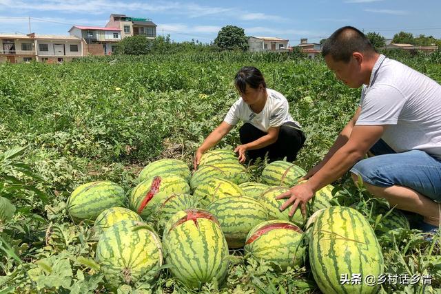 老爸一直用这个方法种植西瓜、甜瓜、地瓜等，高产好吃，卖价高