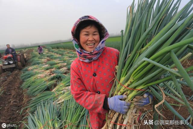 大葱种植用工少、效率高！看安丘大葱如何实现全程机械化生产