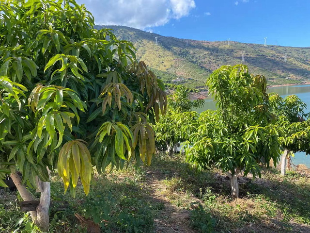 丽江华坪：芒果飘香带动村民走上致富道路