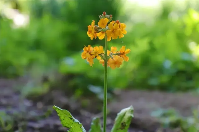 “高原美人”绿绒蒿首次平原露地栽培开花，快来北京植物园一睹风采