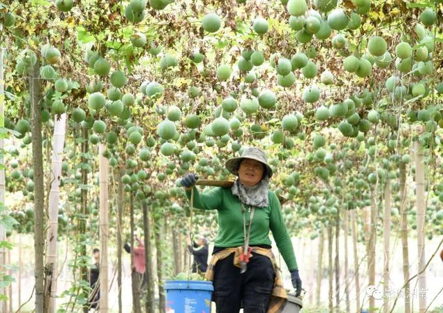 又是一年丰收季 三湘大地好“丰”光