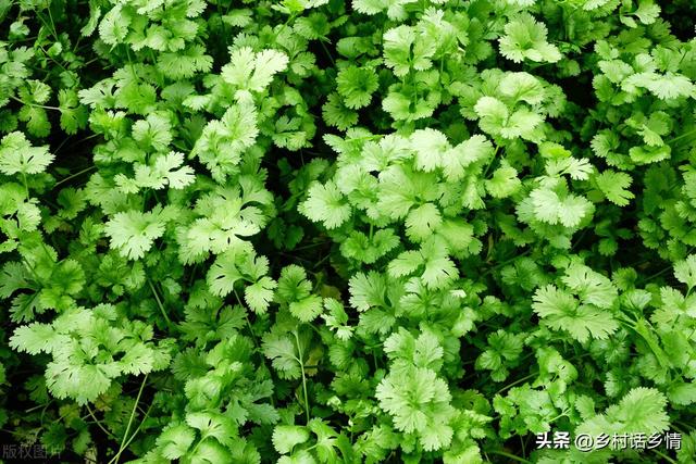 一年二十四节气蔬菜种植时间，什么时候种什么菜，一看就明白