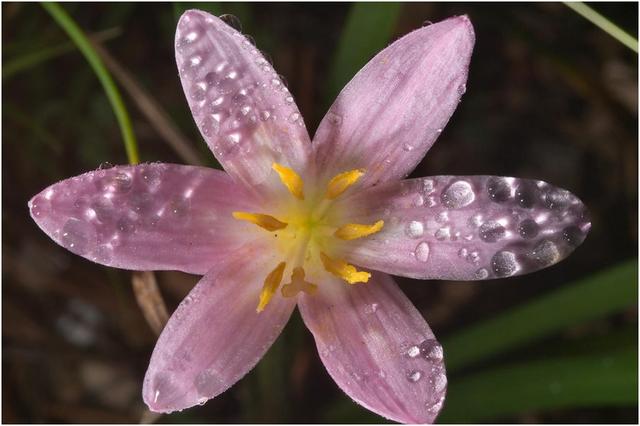 养好风雨兰，温度湿度到底怎么把握？丨小叶子有“花”招